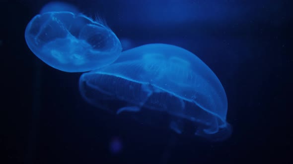 Moon Jellyfish Close Up Slow Motion Background Color Water