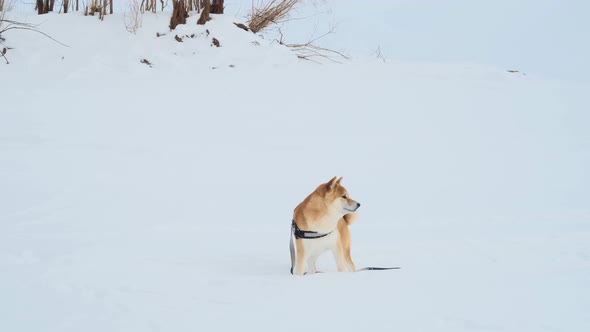 A Shiba Inu dog actively walks through the winter forest.