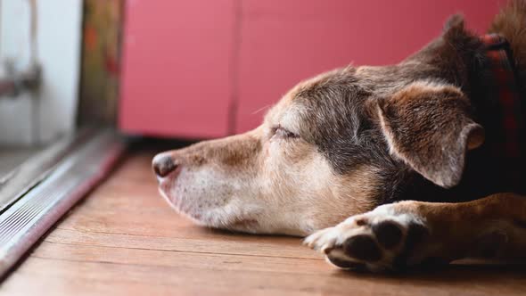 family dog sleeping on floor