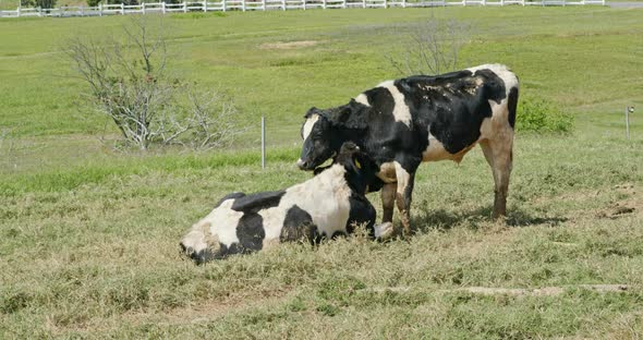 Milk cow in the farm