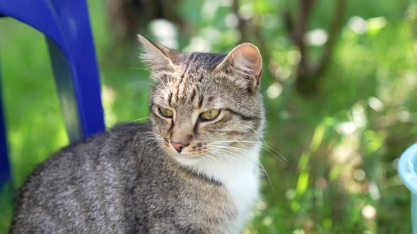 Domestic Shorthair Cat Pet Sit on Sunny Blurred Nature Moggie