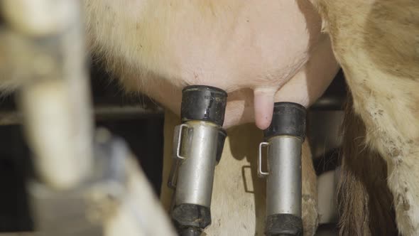 Dairy farm, automatic milking.