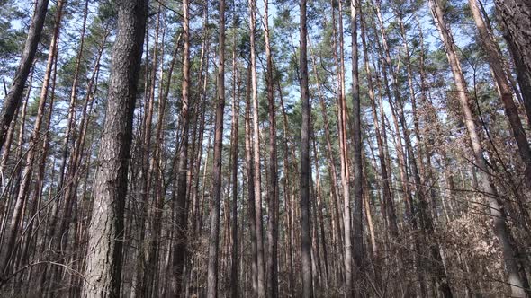 Trees in a Pine Forest During the Day Aerial View