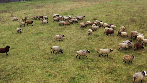Herd of sheep on pasture. Beautiful woolly domestic animals grazing on field.