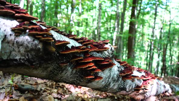 Forest Mushrooms 3