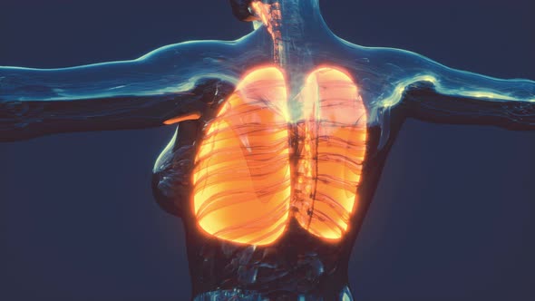 Hologram of Inflamed Lungs in the Human Body alt