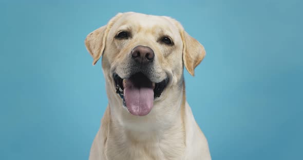 Close Up Portrait of Labrador Dog, Blue Background