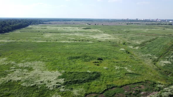 Flying Over a Field with White Flowers