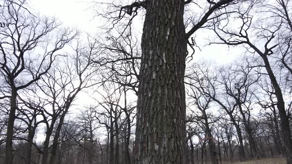 Forest with Trees Without Leaves During the Day