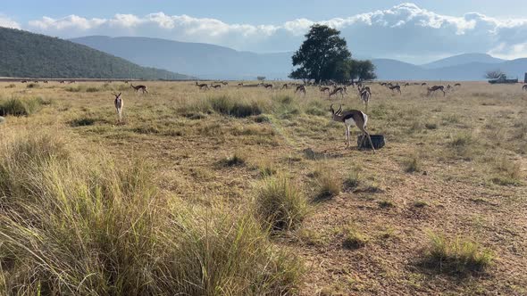 Springbok herd grazing in open field at sunny daytime. African wildlife conservation