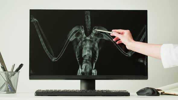 Doctor Veterinarian Examining Bird Skeleton Roentgen on Computer Monitor