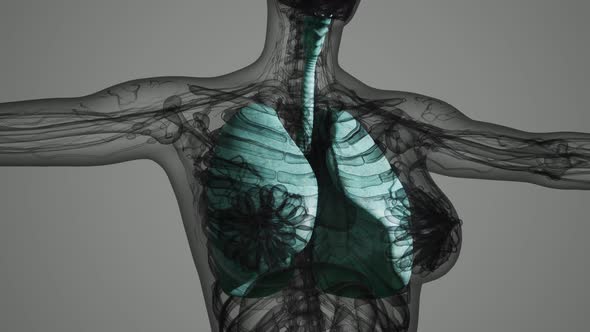 Science Anatomy Scan of Human Lungs alt