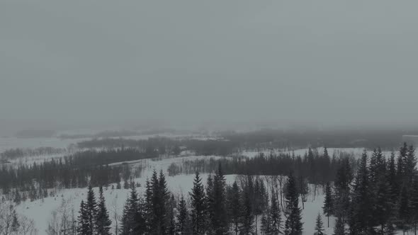 Foggy day in a snowy landscape , with a pine forest