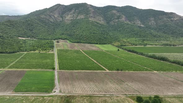 Aerial flight over beautiful vineyard landscape in Napareuli, Georgia