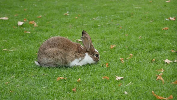 Rabbit eating grass in the field and relaxing 4K 2160p UltraHD footage - Bunny outdoor in the grass 