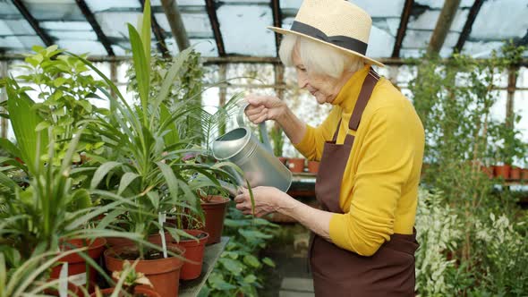 Slow Motion of Experienced Farmer Caring for Plants Using Watering Can in Greenhouse