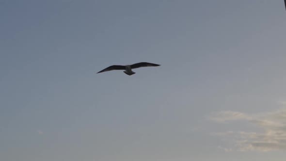 Seagull in sloe motion