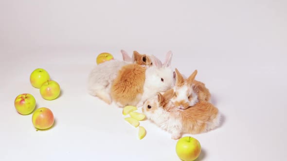 Little Domestic Rabbits Play and Eat Apples on a White Background