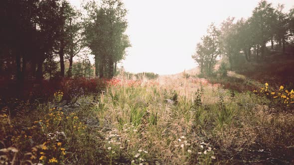 Scenic Vivid Green Forest Landscape with Meadow