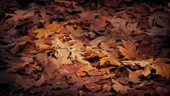 Passing Bed Of Dry Fall Leaves