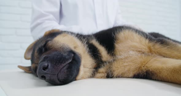 Veterinarian in Gloves Doing Checkup for Cute Purebred Puppy