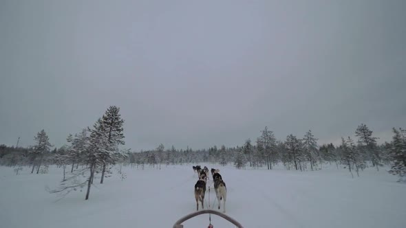 Dogsled Running in Snowy Wood