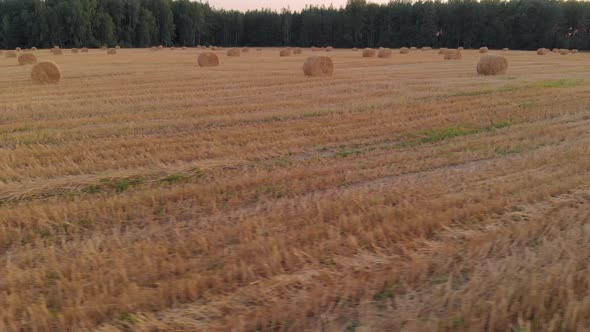 Bales of Straw or Hay Lying on the Stubble After Harvesting