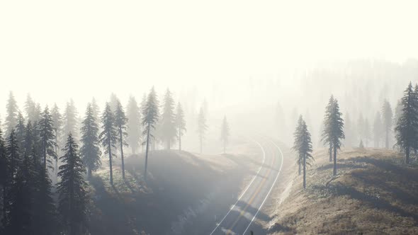 Road Through the Russian Taiga Forest From Aerial View