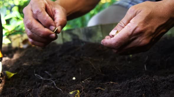 Senior man planting seeds in the soil