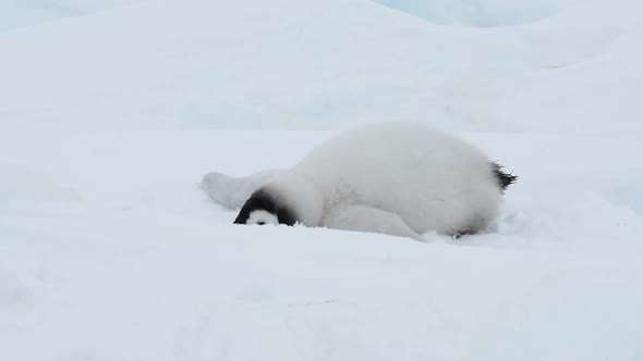 Emperor Penguins Chicks on the Ice in Antarctica