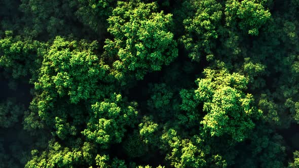 Green Forest in Fog on a Sunny Day