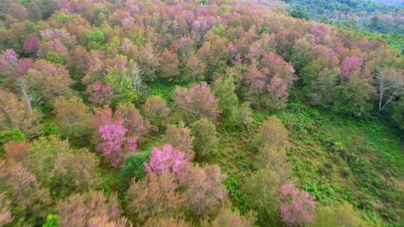 Wild Himalayan Cherry Blossom (Prunus cerasoides) or Thai Cherry flower