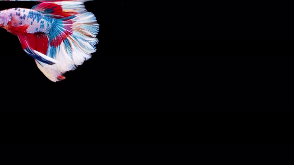 Siamese fighting fish (Betta splendens) alt