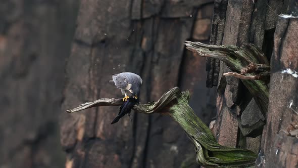 Peregrine Falcon Video Clip