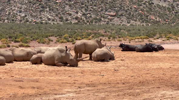 Big Mammals in Wildlife