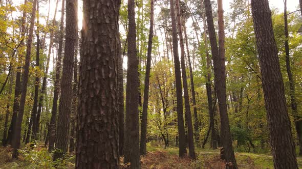 Forest with Trees in the Fall During the Day