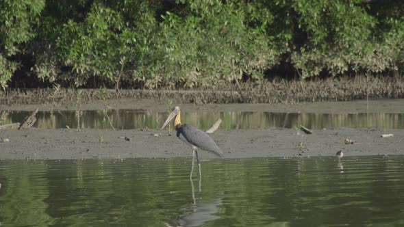 Lesser Adjutant Stork catching fish, foraging, in a shallow with mangrove swamp wetland background