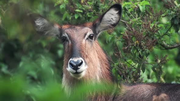 A Female Waterbuck Looking Intently In Aberdares Park In Kenya. -close up shot