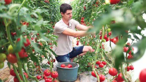 Young Farmer Picking Ripe Tomatoes at Greenhouse