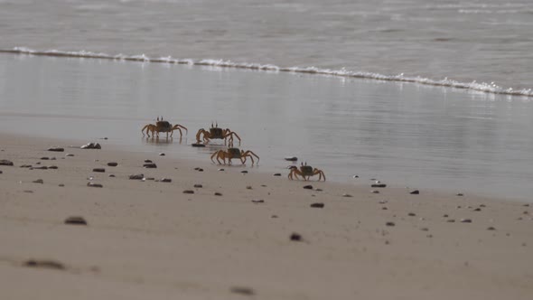 Cast of Ghost crabs on the beach