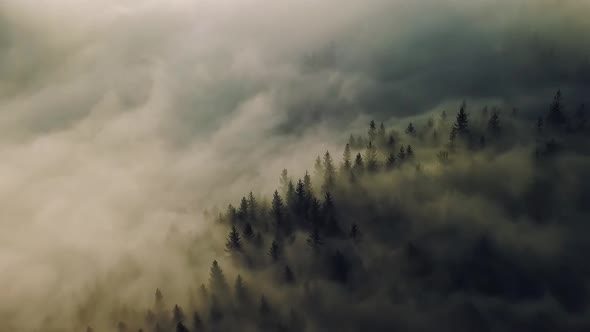 Aerial View Magic Misty Forest