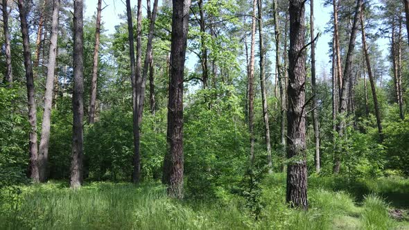 Trees in the Forest By Summer Day