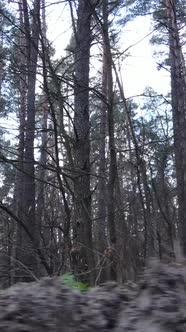 Vertical Video of the Pine Forest in the Afternoon