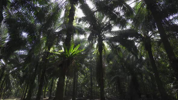 Panning oil palm plantation in morning.