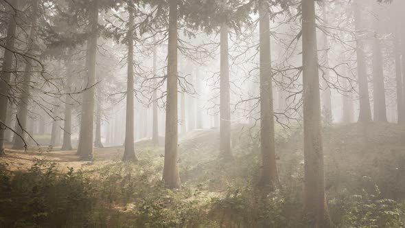 Sunbeams in Natural Spruce Forest