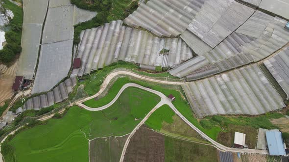 Cameron Highlands, Pahang Malaysia