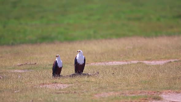 Two African Fish Eagles scavenge a carcass in the Amboseli, Kenya