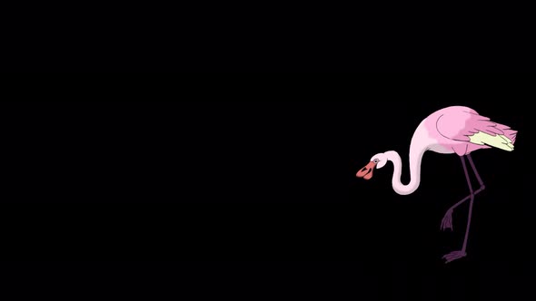 Pink Flamingo walks 4K alpha matte