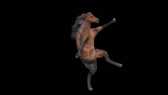 35 Horse Dancing HD