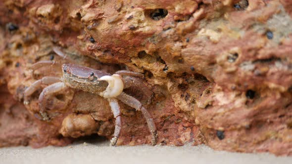 Small crab hiding in the rocks of an Australian beach. Single claw camouflaged in sandstone rock.